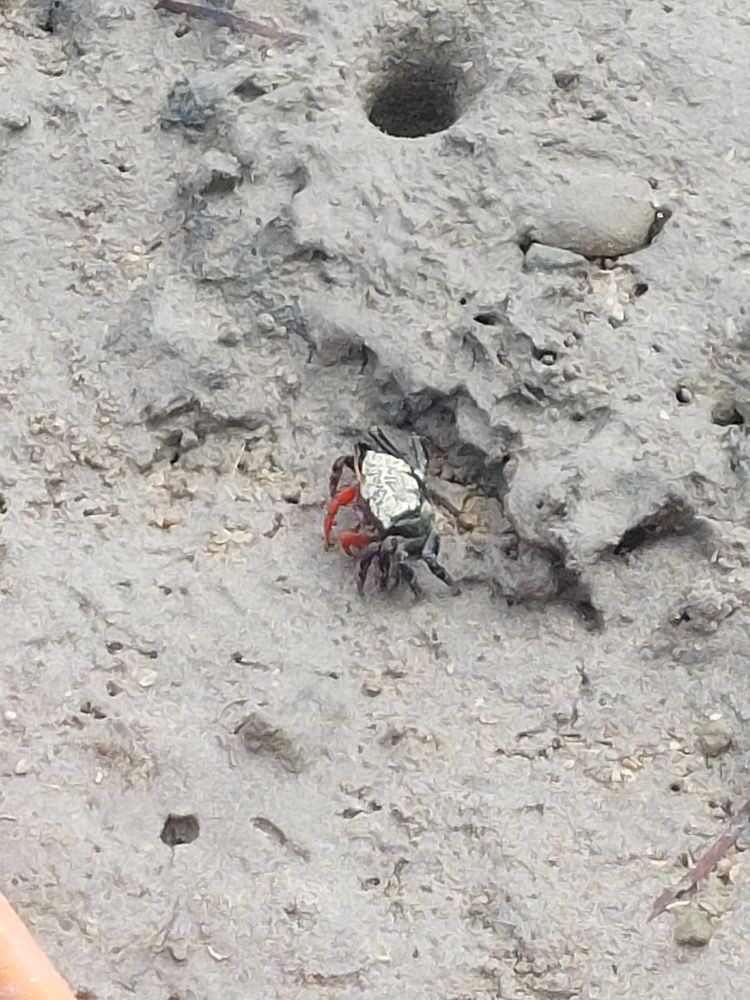 A crab