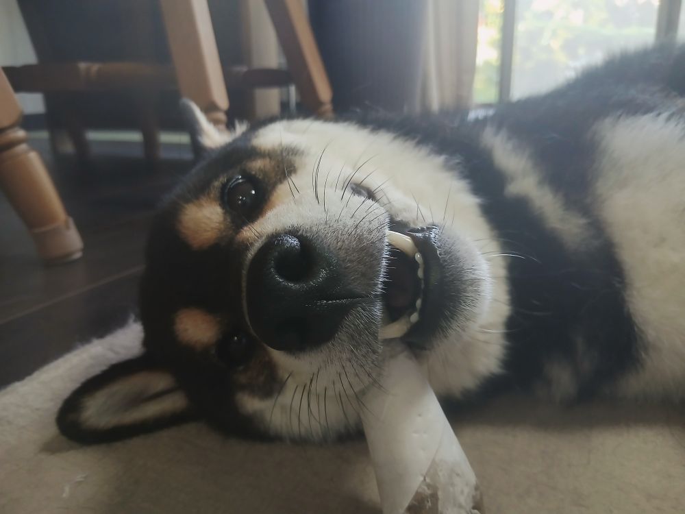 ラップの芯を咥えながら寝転ぶ犬