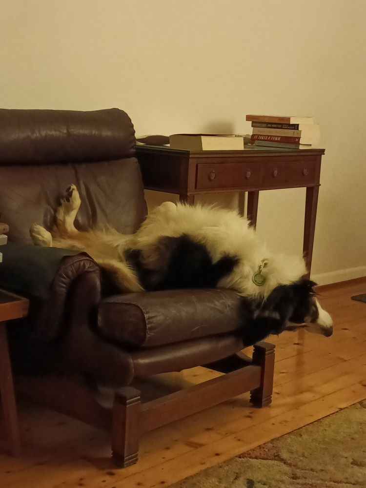 Dog lying upside down and half off a chair