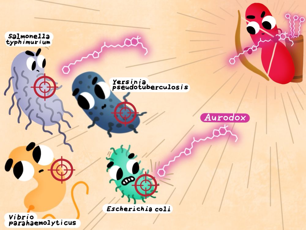 Cartoon showing how aurodox can inhibit multiple gram negative pathogens. Image by Iris Floria 
