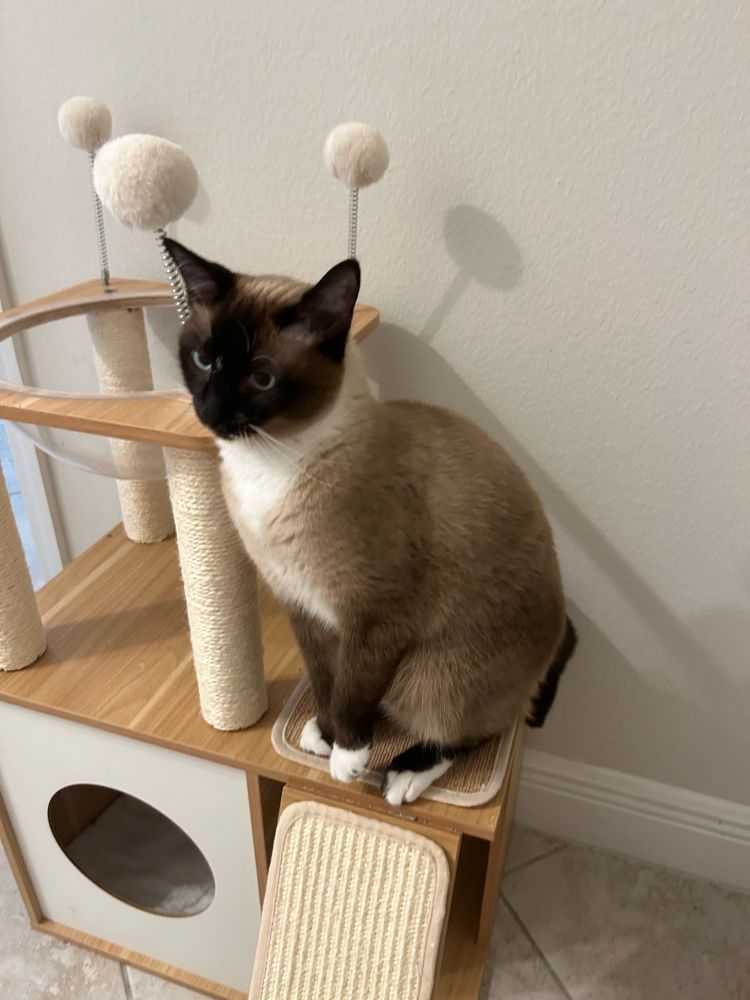 Siamese cat sitting on cat tower 
