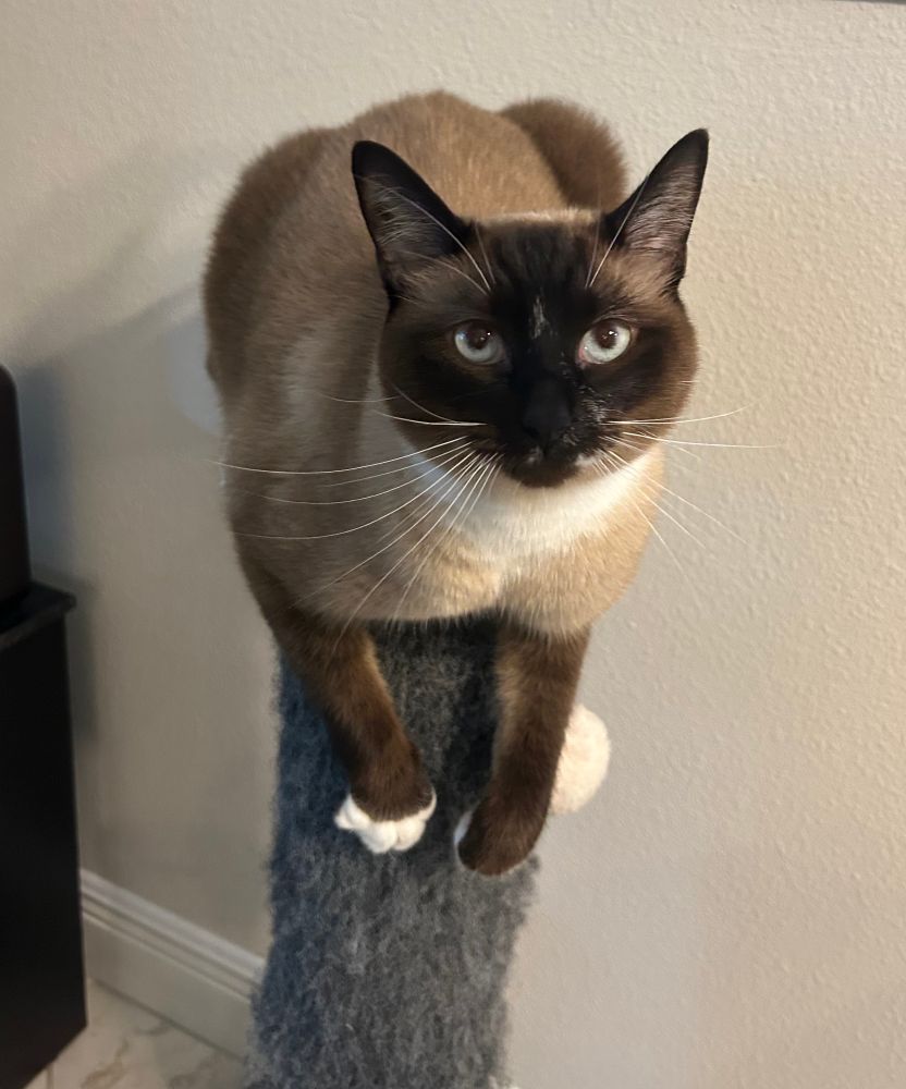 Siamese cat