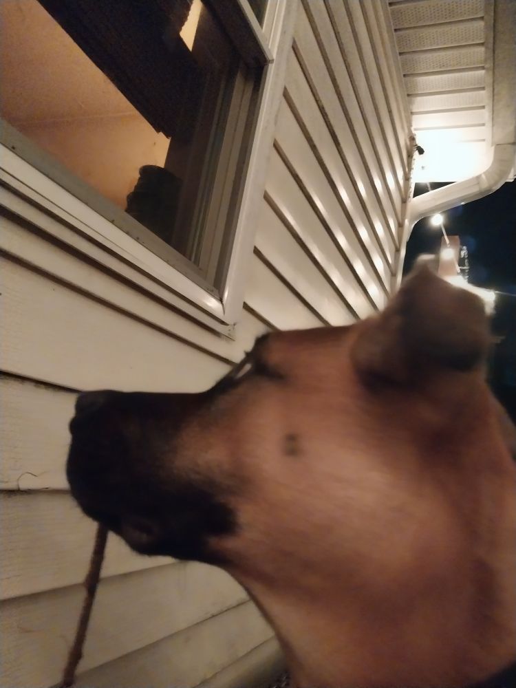 My lab mix. A brown dog with a black muzzle. He's looking at a window with a stick in his mouth.