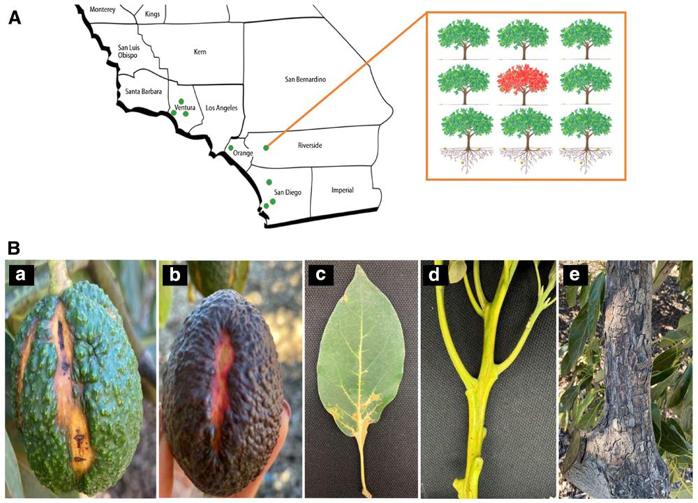 Fig. 1.
A, Distribution of avocado samples collected from Southern California avocado orchards. The Southern California map was obtained from the California State Association of Counties 2024. Green dots represent avocado sunblotch viroid (ASBVd)-infected trees and surrounding trees tested in blocks. The right box shows a testing block containing symptomatic infected trees (red) and surrounding trees (green). B, ASBVd symptoms on avocado trees. a, Sunken yellow lesions. b, Purple lesions and blotches on the avocado fruit surface. c, Leaf discoloration and distortion with reduced size. d, Narrow streaks of discoloration and indentation on the branch surface. e, Rectangular cracking of the bark on the trunk, which is referred to as “alligator bark.”