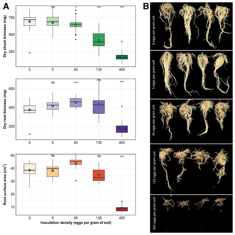 The impact of nematode inoculation on classical plant performance indicators. A, The effect of nematode inoculation on dry shoot biomass, dry root biomass, and root surface area at 26 days postinoculation (DPI) for each potato cyst nematode (PCN) inoculation density. The asterisks indicate significant differences (Wilcoxon rank-sum test) of the inoculated plants compared with the uninoculated control (0 eggs per gram of soil) (ns = P > 0.05, * = P < 0.05, ** = P < 0.01, and *** = P < 0.001). B, Cleaned and dried root systems of five representative plants for each inoculation density.