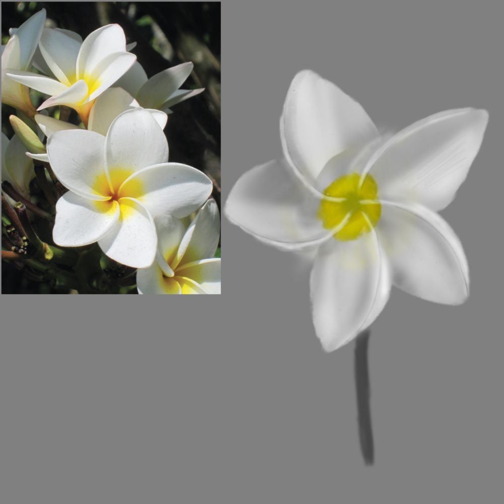 A doodle-study of a flower, I am afraid I do not know the name, but it is kinda pretty…