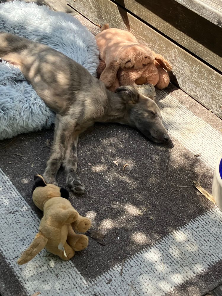 Puppy gives up and goes to sleep, with his back and in the bed and his front end spilling over the edge of the bed onto the ground. 