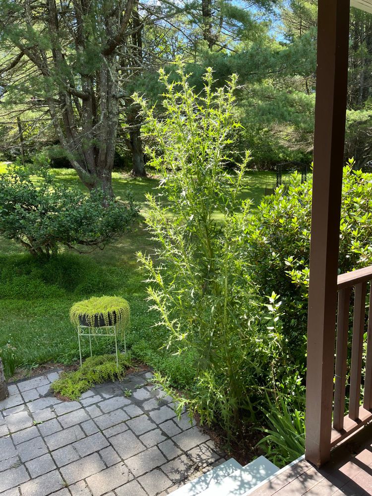 A bull thistle over 7’ on the right side of a small patio