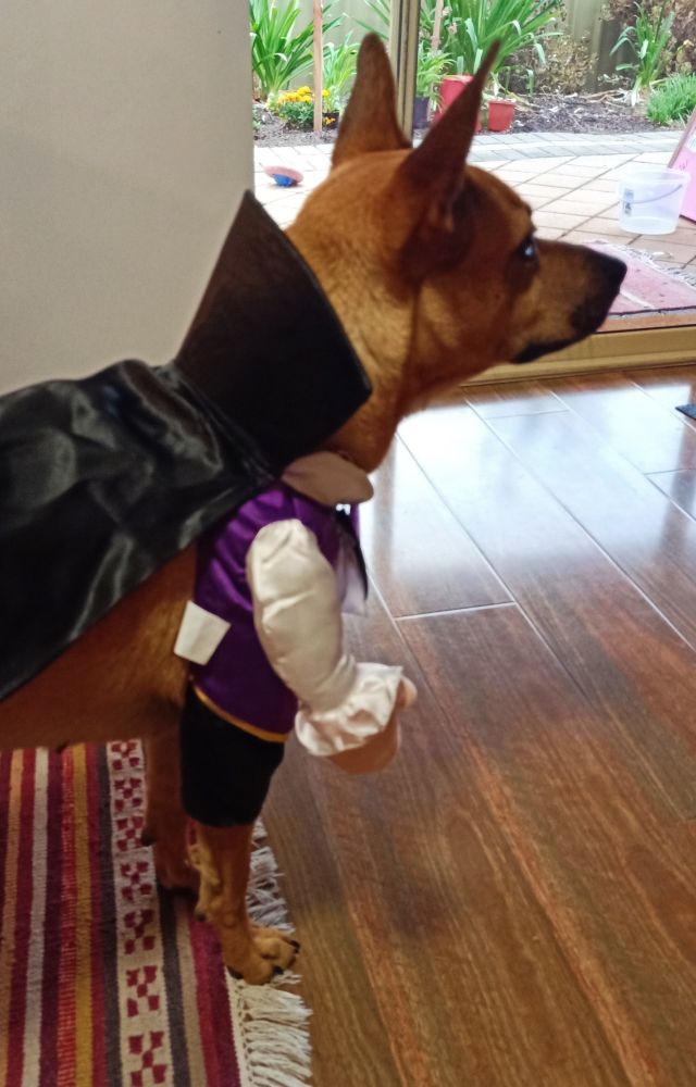 Dog in Dracula costume.
