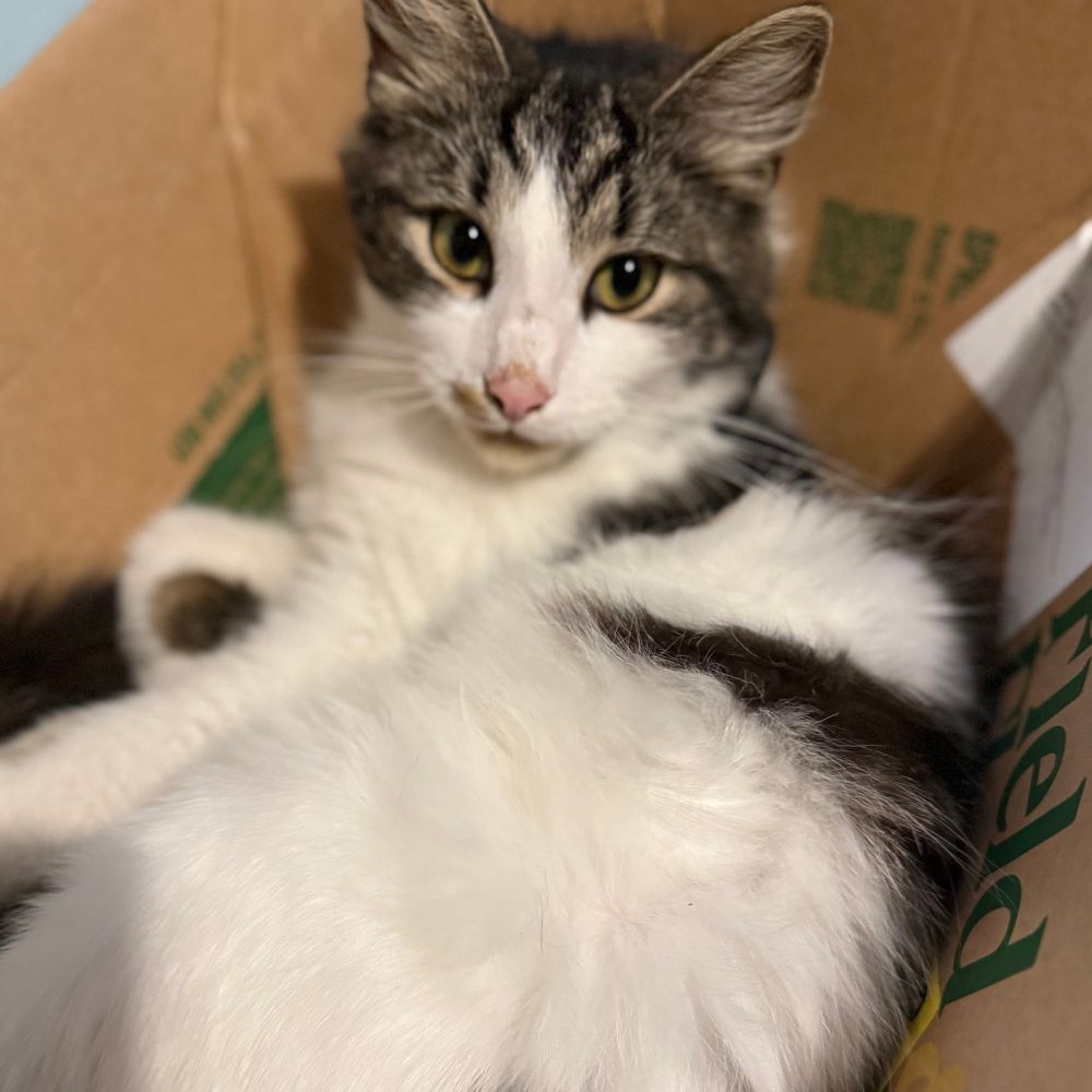 A picture of a tabby cat in a cardboard box 