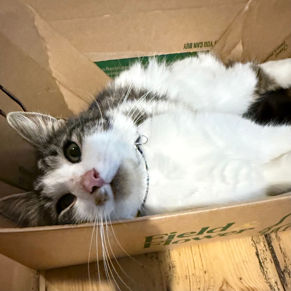 A picture of a tabby cat in a cardboard box