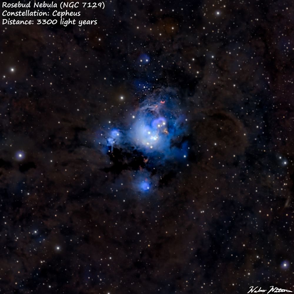 The Rosebud Nebula (NGC 7129)  is a colorful reflection nebula in Cepheus. Nicknamed for it's resemblance to a rose bloom. It is a fairly faint object and the details required a long exposure time (4.5 hours) under dark skies. It was a perfect night for it.
07/21/25

Set up:
Telescope: SVBony SV503 102ed
Camera: ASI533mc pro
Mount: ZWO AM5 mount
Filter: UV/IR cut
Controller: Mini PC running NINA, PHd2 acquisition and guiding software.