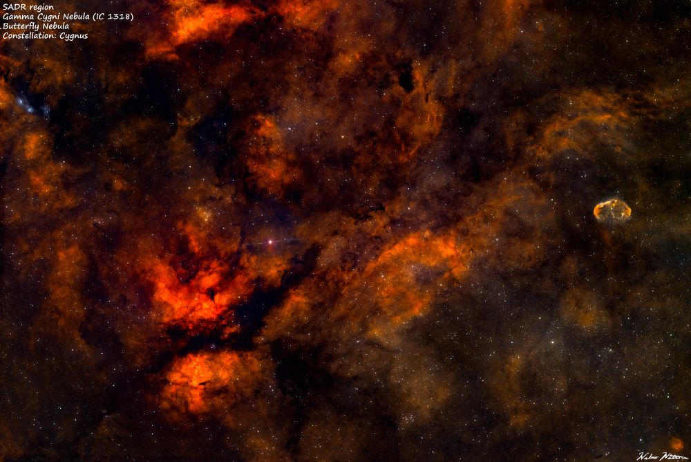 The Gamma Cygni Nebula (IC 1318) is a diffuse emission nebula surrounding the central star of the constellation Cygnus known as SADR. Also in the photo is the Crescent Nebula (NGC 6888) and Butterfly Nebula.

HaRGB image was collected over two sessions this past week

Equipment:
Telescope: SVBony SV555
Camera: ZWO ASI2600 mc pro
Mount: ZWO AM5
Controller: Mini PC running NINA, Phd2, Stellarium
ASKAR Colormagic duo band Ha/Oiii  and UVIRcut filters
Total Exposure: 4 hours
Camera frame time: 3 min 
Camera CCD temp: -12 C
Processed in SIRIL, Graxpert, and Affintiy Photo 2.