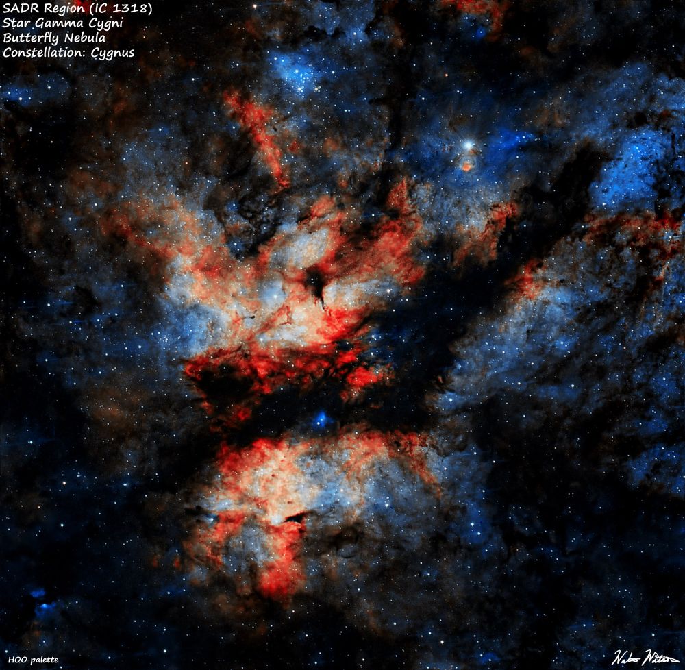 The Butterfly Nebula and the star Gamma Cygni (SADR) in the constellation Cygnus. This object is a pair of glowing gas lobes split by a dark dust lane (LDN 889). Rendered so the ionized emissions of hydrogen are red and oxygen are blue.

Distances:
SADR ~1800 ly
Butterfly Nebula ~ 4900 ly

Equipment:
Telescope: SVBony SV555
Camera: ZWO ASI2600 mc pro
Mount: ZWO AM3
Controller: Mini PC running NINA, Phd2, Stellarium
Filters: ASKAR Colormagic C1 duo band Ha/Oiii
Total Exposure: 4 hours
Camera frame time: 3 min
Camera CCD temp: -12 C

Processed in SIRIL, Graxpert, and Affintiy Photo 2.