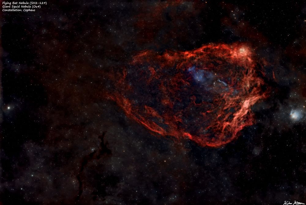 The Flying Bat Nebula (SH2-29) and the Giant Squid Nebula (Ou4, ) in Cepheus at ~ 2300 ly distant from Earth. The Bat is large H-alpha emission while the Squid is a faint Oiii-emitting object. The scope exposure period was 10 hours over 4 nights for this photo.


Set up:
Telescope: SVBony SV503 102ed
Camera: ASI533mc pro
Mount: ZWO AM5 mount
Filter: ZWO Duo Band (Ha/Oiii)
Controller: Mini PC running NINA and PHd2 acquisition and guiding software.