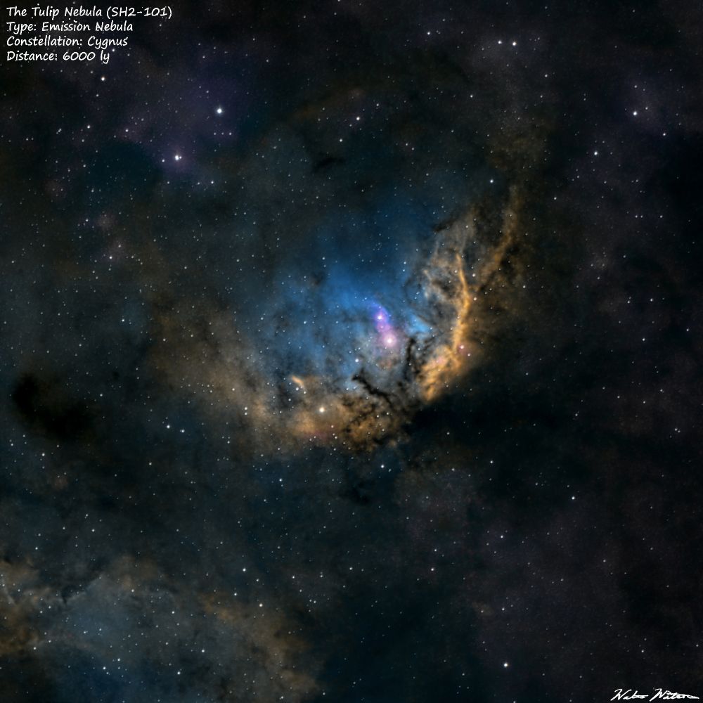 The Tulip Nebula (SH2-101) is an emission nebula ionized by young energetic stars within. It is located in the constellation Cygnus about 6000 ly distant and spans about 70 ly in diameter.  This is a SHO narrow band image which shows the distribution of ionized  Sulfur(reds), Hydrogen(yellows) and Oxygen (blues)  within the region. 

Equipment:
Telescope: SVBony SV503 80ed
Camera: ZWO ASI533 mc pro
Mount: ZWO AM5
FIlters: ASKAR Colormagic Ha/Oiii, Sii/Oiii duo band 
Settings Exposures:
Ha/Oiii filter: 2 hours
Sii/Oiii filter: 2 hours
Camera Temp: -12C
Processed in  SIRIL and Photoshop
