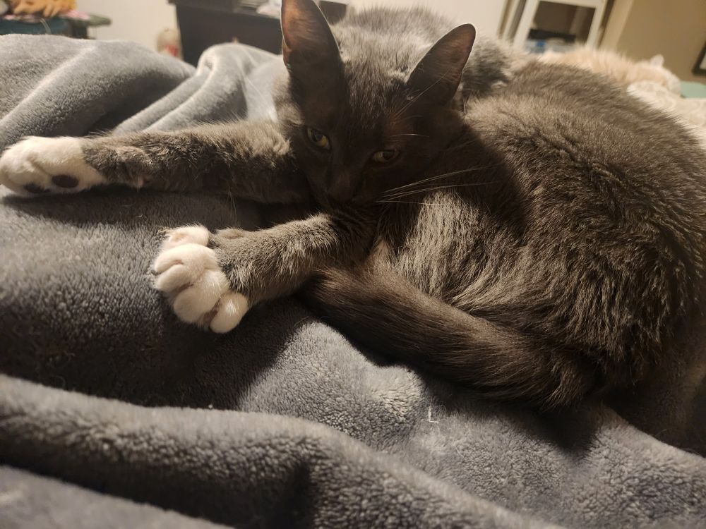A gray cat with white paws is curled up on top of a gray blanket that seemingly has a person's leg underneath it. The cat looks up at the camera and stretches its arms and spreads its front paws, spreading it's toes.