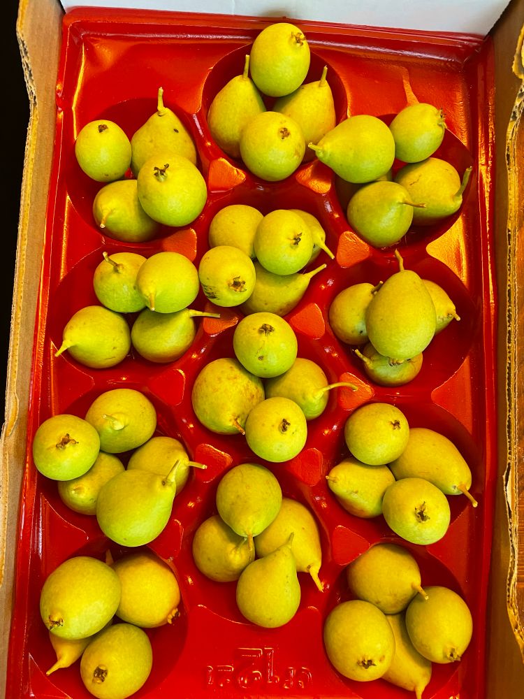 A reused box with red plastic liner designed for a dozen grocery store peaches, containing approximately four dozen small greenish-yellow pears. (We’ve previously learnt to our chagrine that if we wait until they’re yellow to pick, they are rotten inside.)
