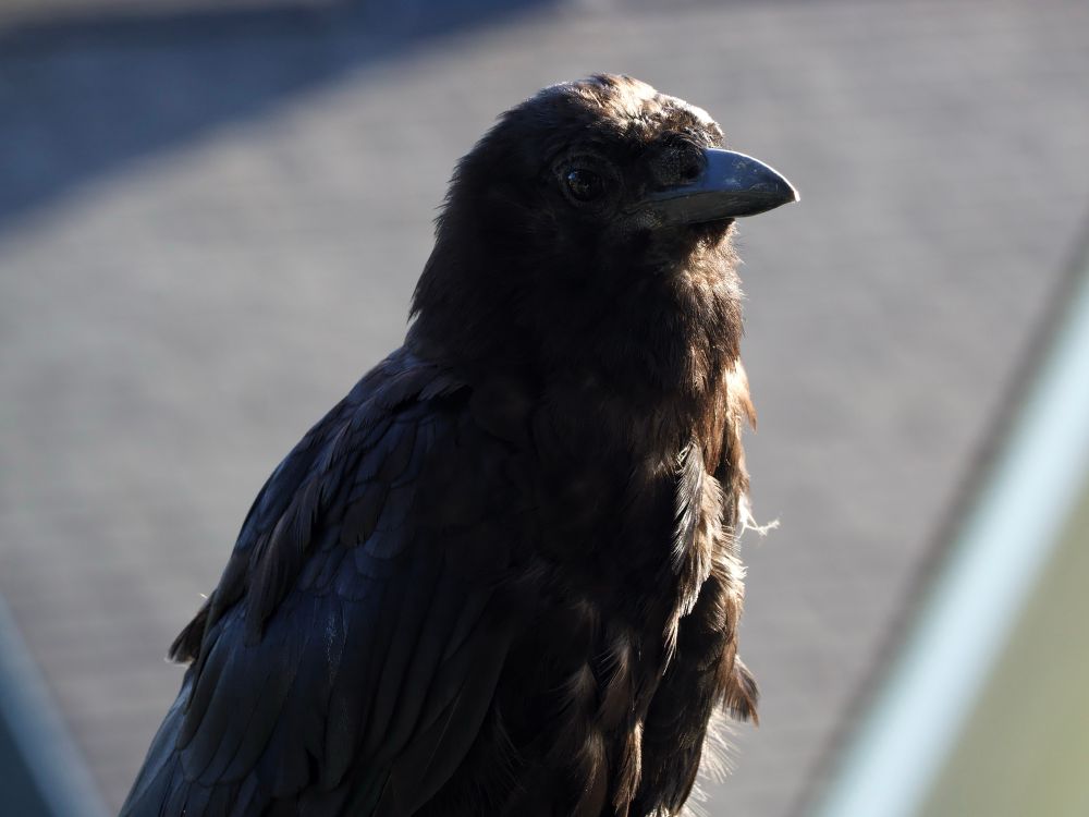 A photo of a crow in daylight. It is molting, as indicated by numerous stray and out-of-place feathers. If a bird could have a human expression, this one might be weary.