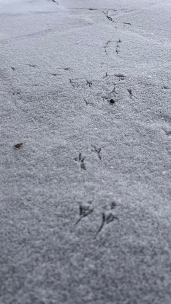 Bird prints in the snow. 