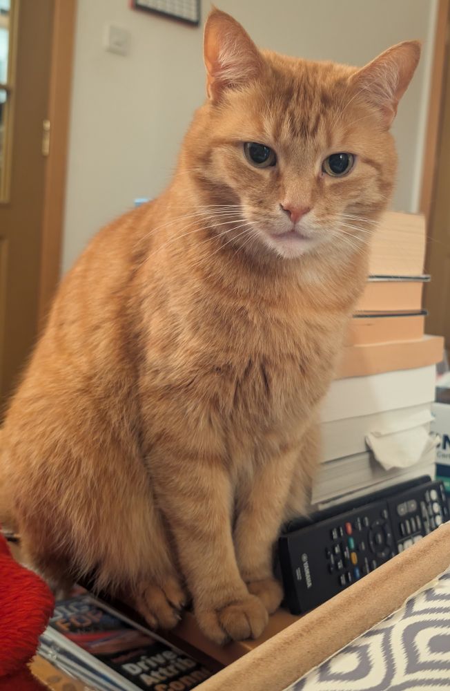 It's a cat. A ginger cat.