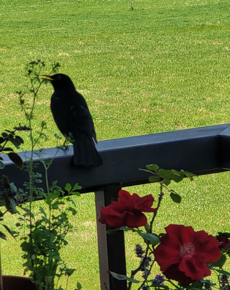 a blackbird on a balcony