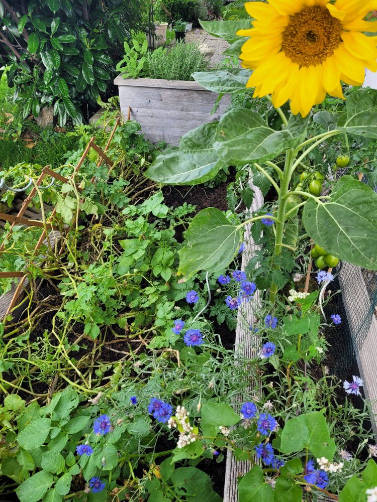 🌻a sunflower, blue flowers, potatoplants and Herbst in a small garden.