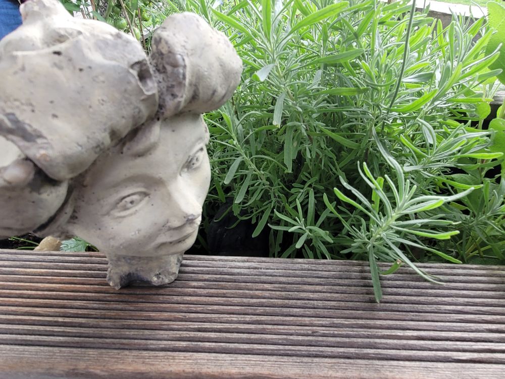 A small stone fairy head with flower hair rests on a wooden parapet in a garden. Flowers and herbs, such as thyme, can be seen in the background.