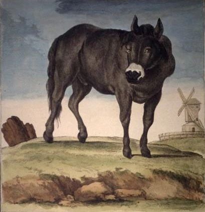 Drawing of Jumart - horse-cow hybrid