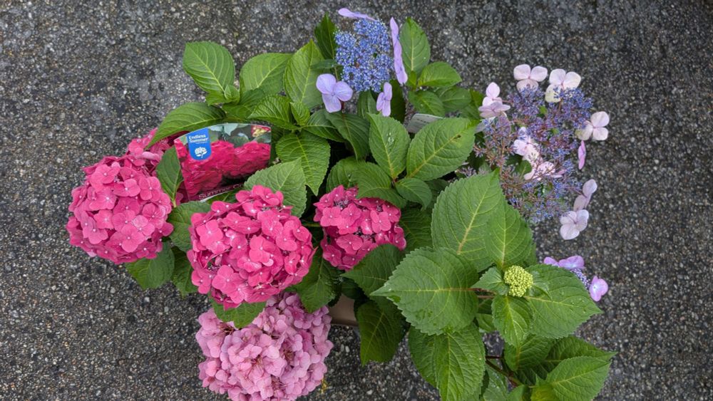 Hydrangea