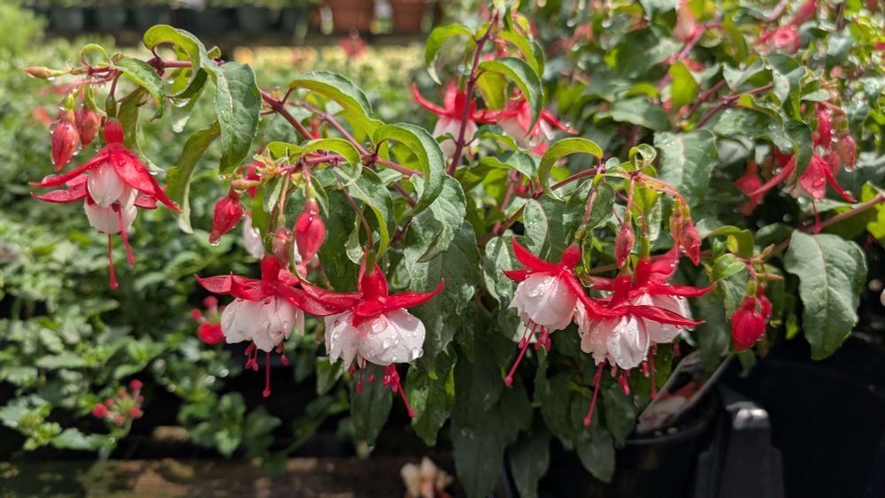 Fuchsia