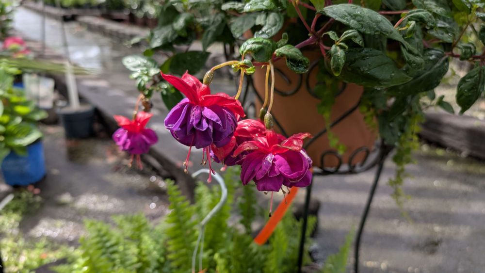 Dark eyes fuchsia