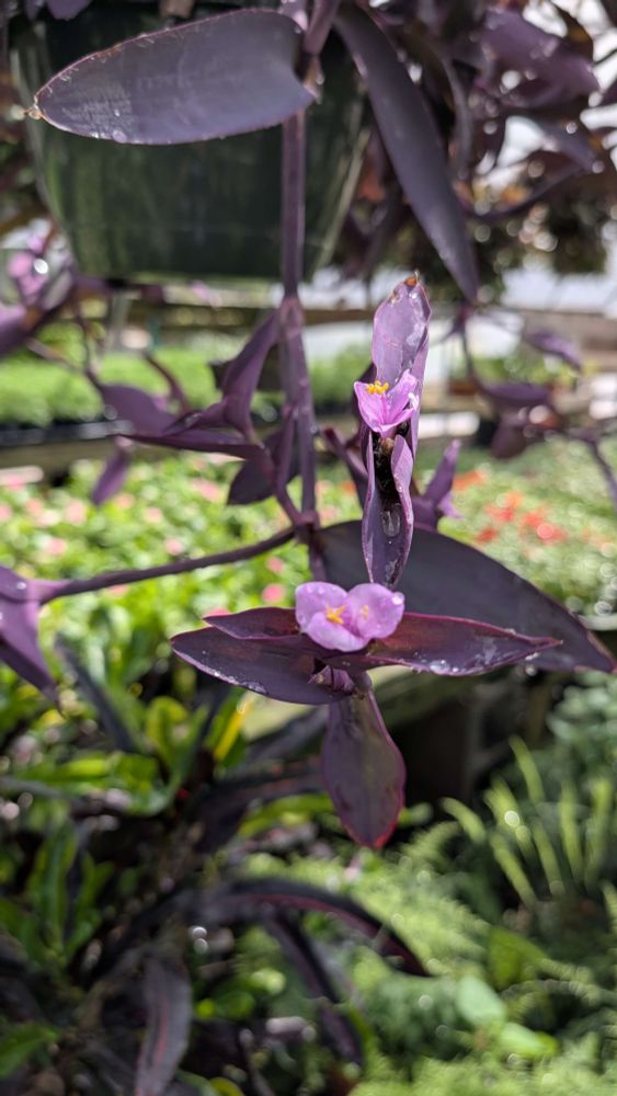 Pallida (purple heart)