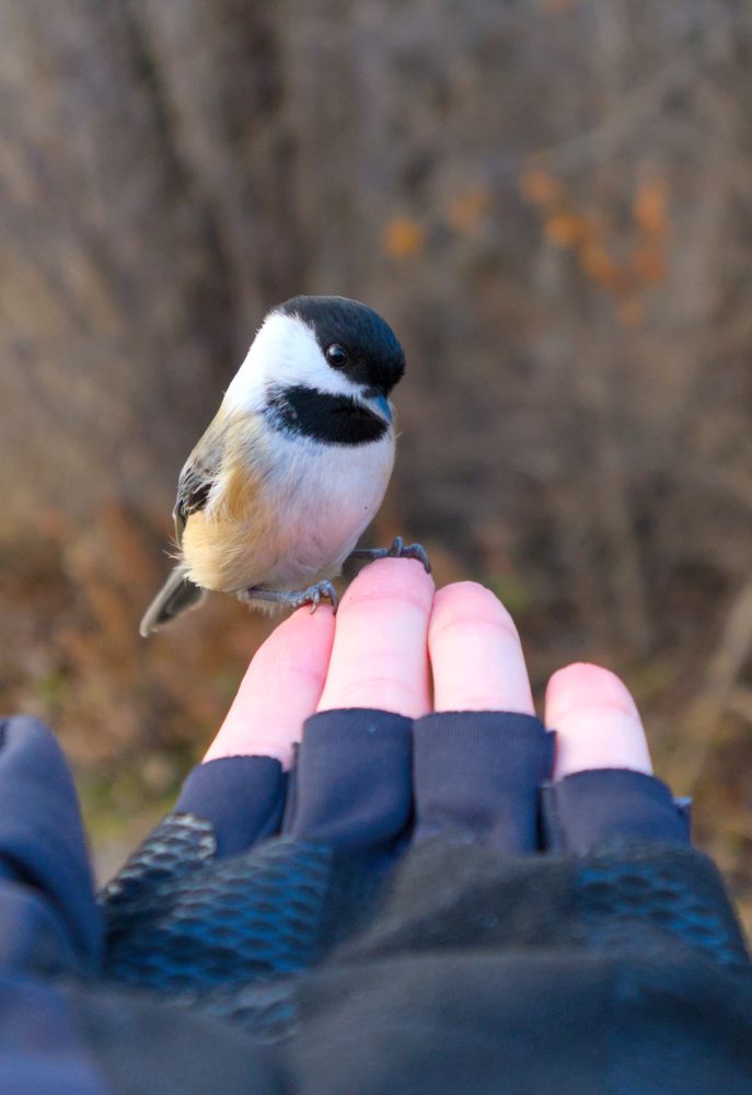 A chickadee perched on an outstretched hand, viewed from the wrist 