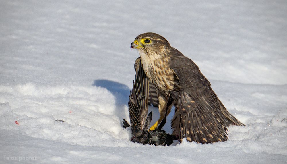 a Merlin standing on a European Starling in the snow. A bit of blood can be seen on the Merlin's beak