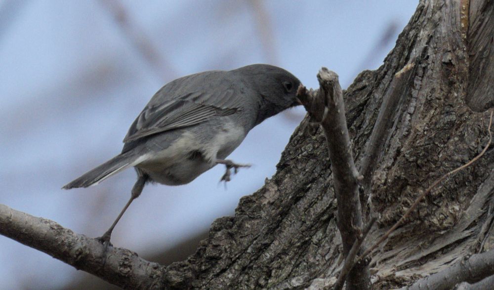 Dark-eyed Junco leaping from one branch to another 