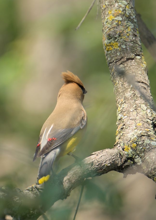 Cedar Waxwing standing on a branch, view from behind. can see bits of orange on their feathers. bits of bright yellow at the end of their tailfeathers. the feathers on its head are protruding outward 