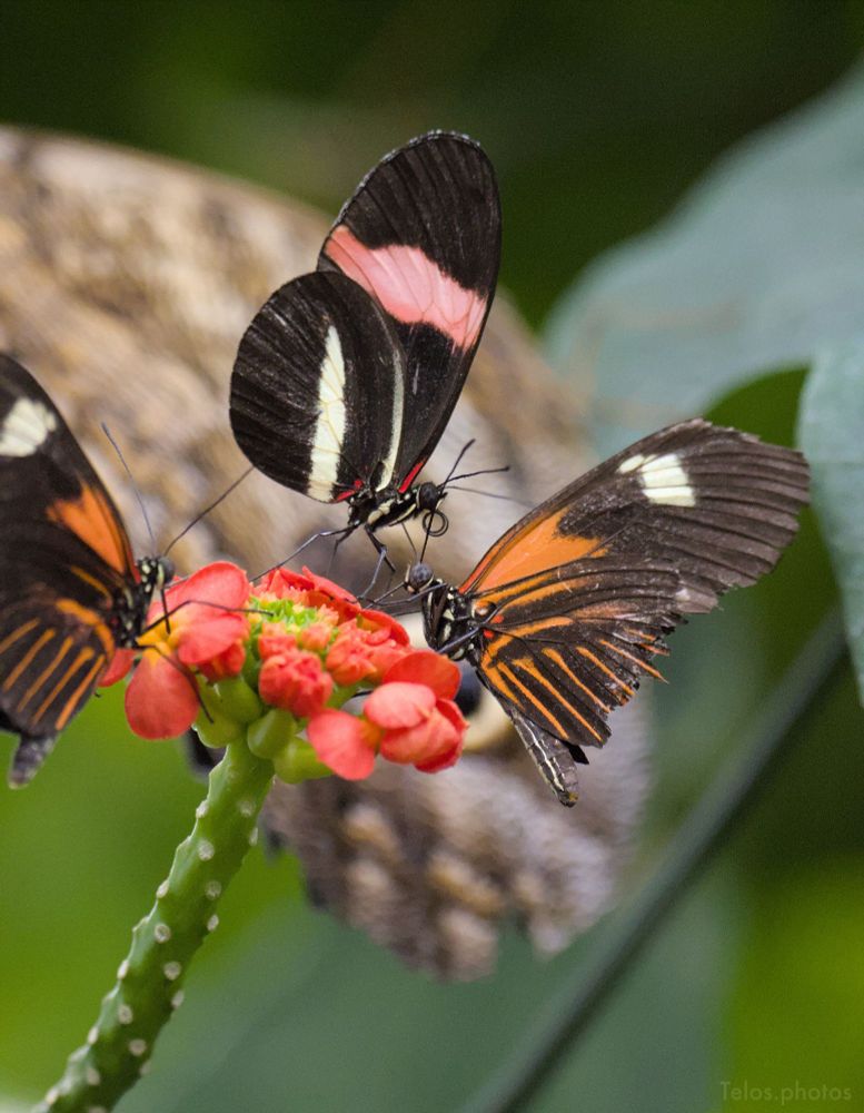 three butterflies are grouped on a bright flower. in the blurred background, another butterfly appears to watch them with an eye-shaped pattern on its wing