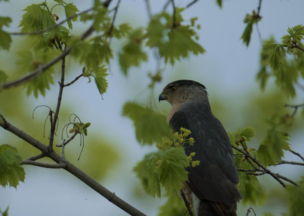 Cooper’s Hawk perched in a tree on an overcast day. Side profile 
