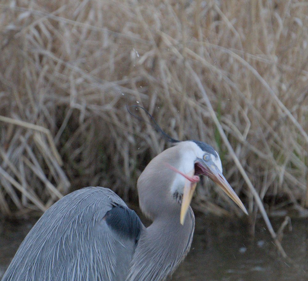 a Great Blue Heron slinging its tongue around