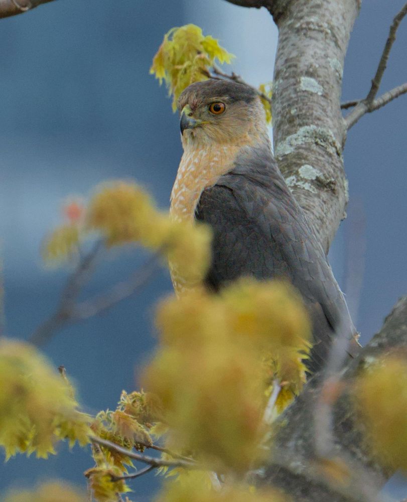 Cooper’s Hawk perched in a tree in front of a city, partially obstructed by yellow leaves 