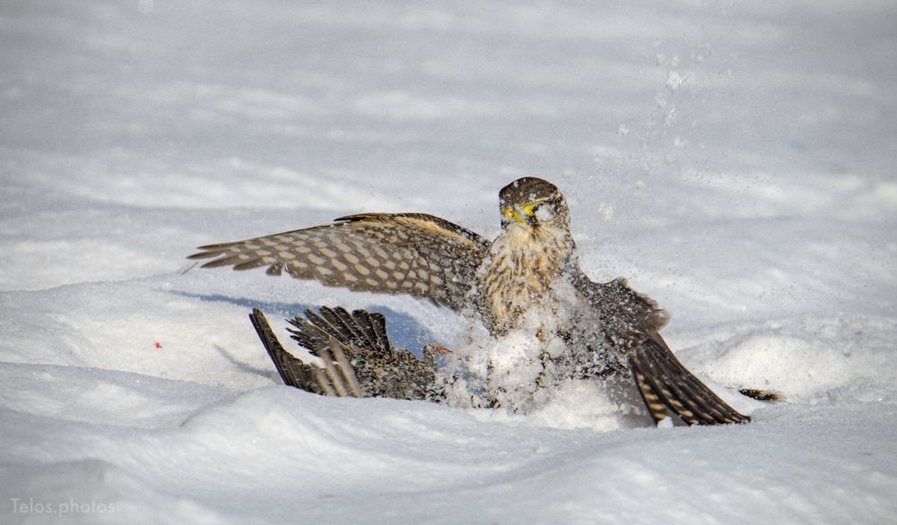 An action shot of a Merlin securing a European Starling in the snow. Snow is shooting up from the activity
