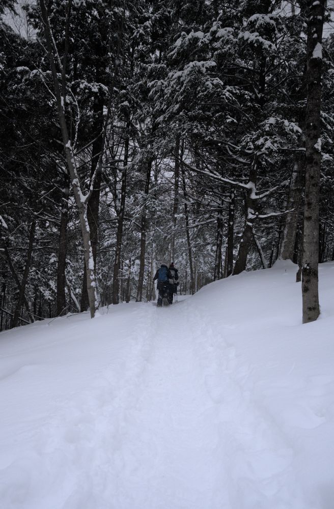 Hikers snowshoeing into a forest, seen from behind with the bare snow in the foreground contrasted by the forest canopy in the background