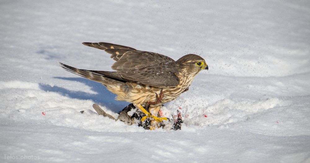 An action shot of a Merlin securing a European Starling in the snow. A bloodied European Starling is seen underfoot, obscured by snow shooting up. 
