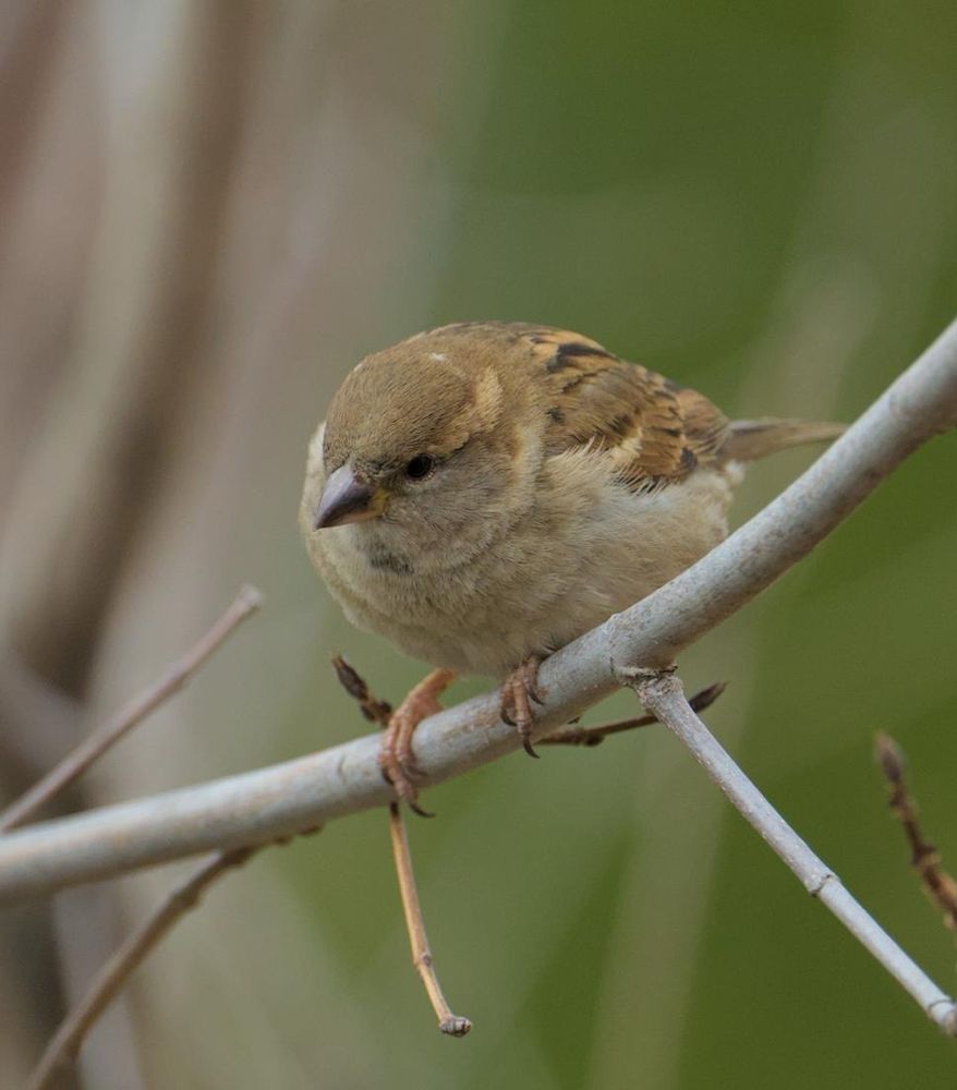 House Sparrow standing on a branch 