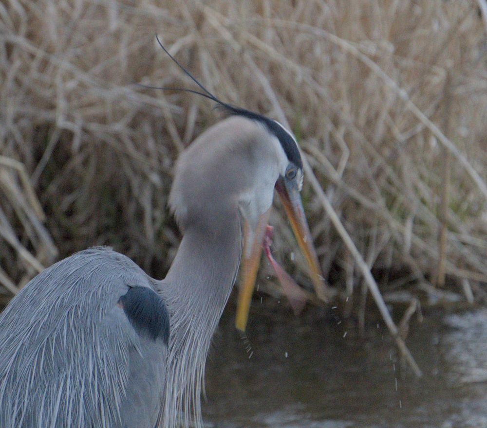 a Great Blue Heron slinging its tongue around