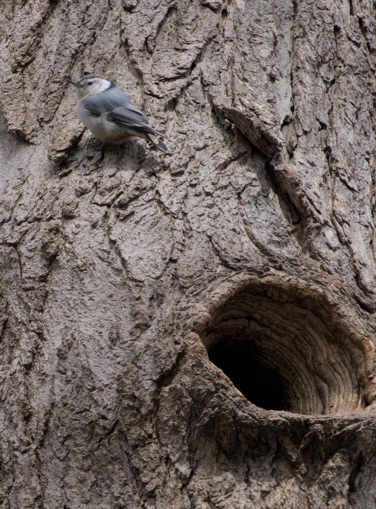 White-breasted Nuthatch standing on the side of a tree. The tree has a big hole 