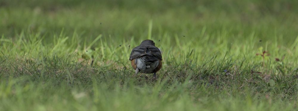 An American robin facing away from the camera with several small flying insects in front of it 