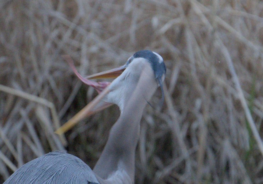 a Great Blue Heron slinging its tongue around