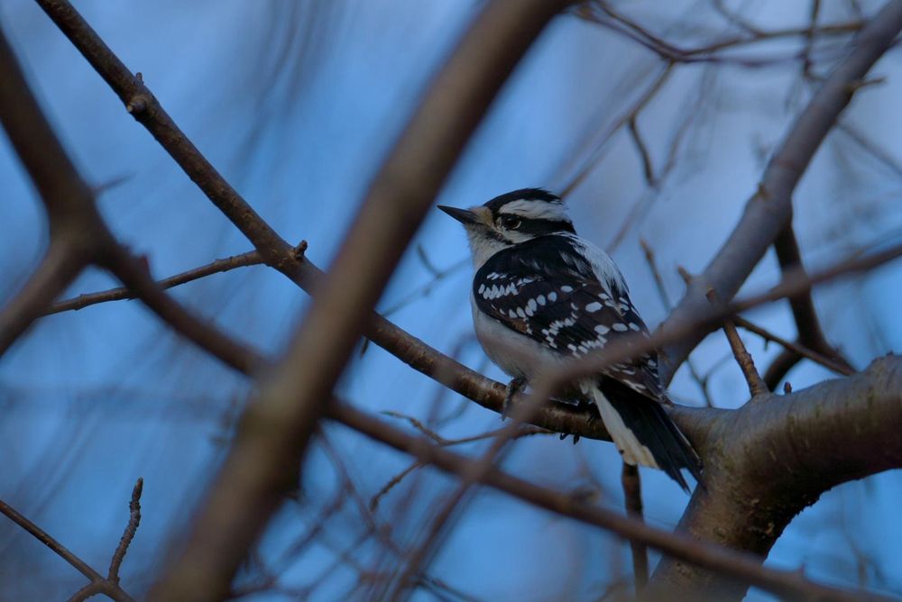 Female Downy Woodpecker sitting on a branch looking back at the camera 